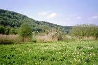 Eine Blümchenwiese im Naturpark Altmühltal. Hier geht's zur Großansicht...